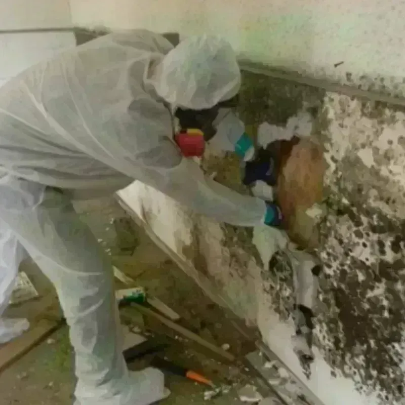 Mold Remediation and Removal in North Center, IL